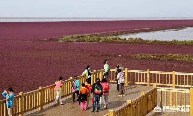 辽宁红海滩值得去吗？为什么海滩是红色的呢？