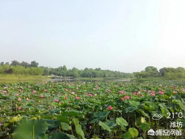 潍坊湿地公园在哪里？有多大？