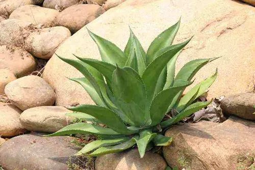 什么东西可以吸收甲醛