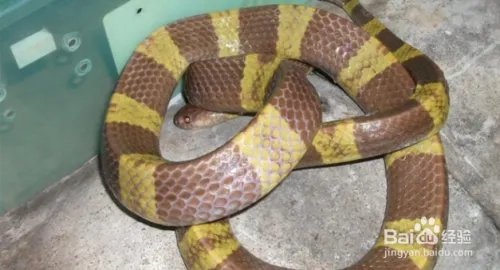 养蛇技术如何养蛇