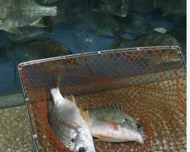 黄脚腊,黄脚立一样吗