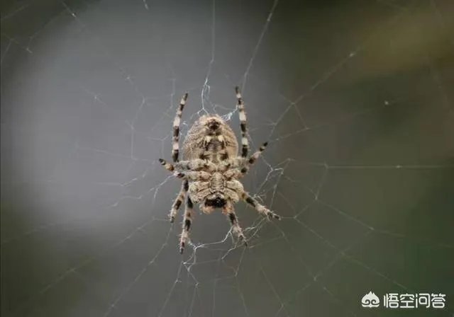 蜘蛛网时间长了会不会不粘