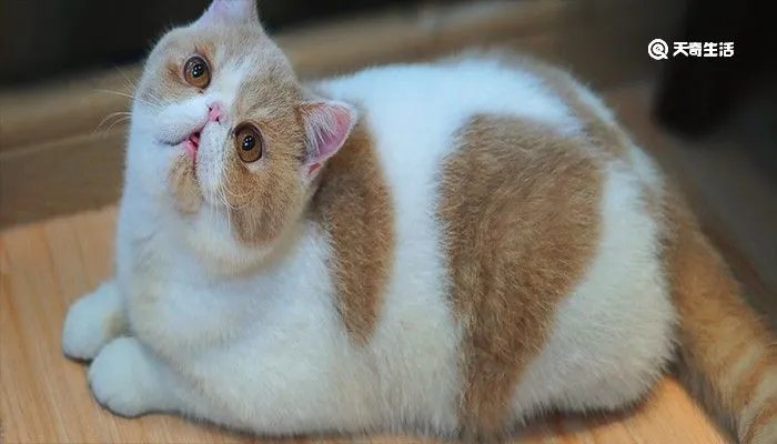 波斯猫的眼睛 波斯猫价格多少钱一只