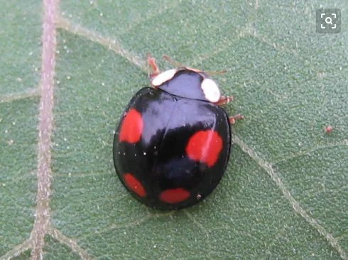 瓢虫的种类有多少？