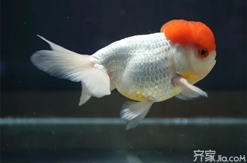 鹅头红多少钱一条 鹅头红怎么养