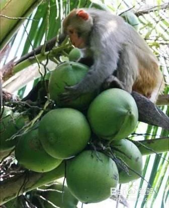 写出几种植物传播种子的方法