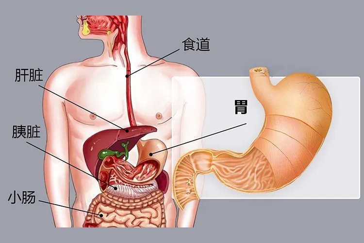 成人胃的位置图