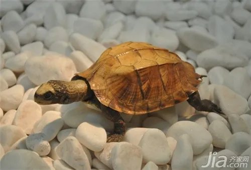 乌龟怎么养？乌龟养殖方法解析