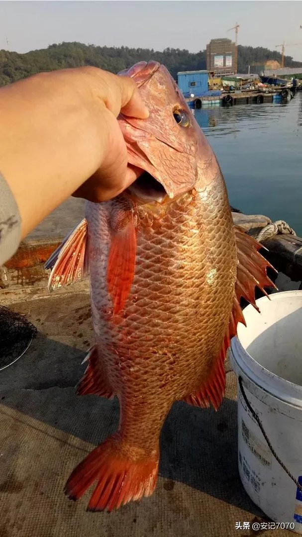 黄脚腊,黄脚立一样吗