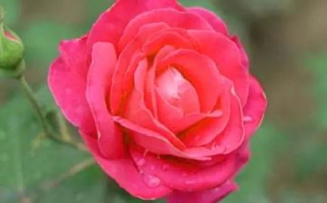 月季花三年级作文