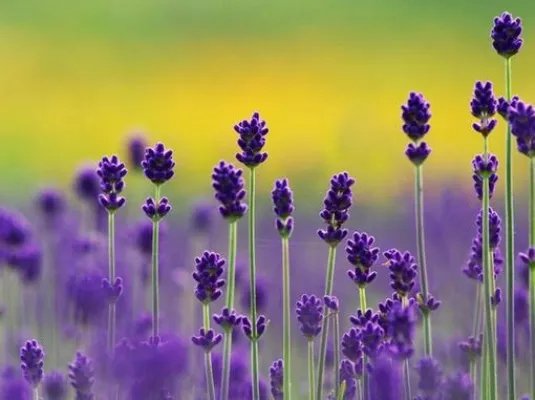 楚倾歌风漓夜小说 楚倾歌风漓夜免费阅读