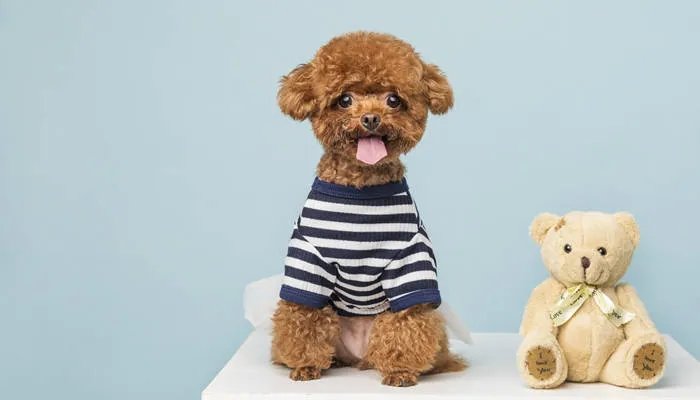 泰迪犬的颜色有哪些 泰迪犬什么颜色最贵