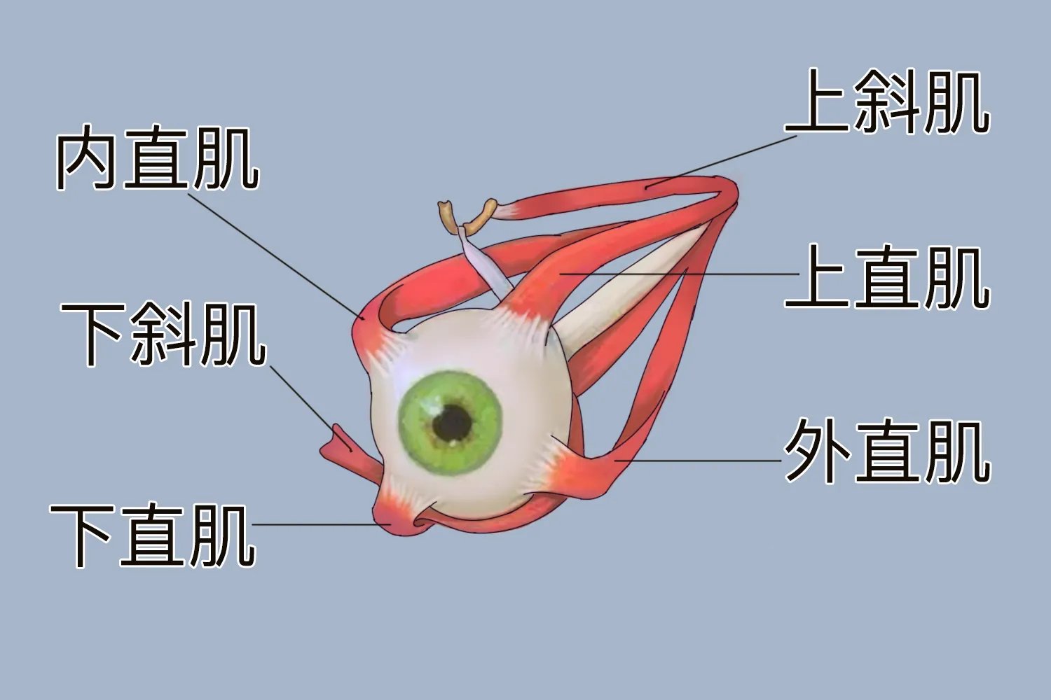 眼部解剖结构图解