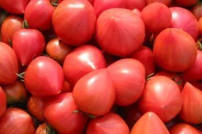 小番茄有小尖尖是什么原因