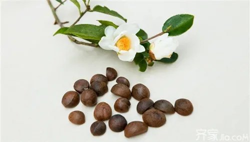 油茶籽种植 方法技巧是关键