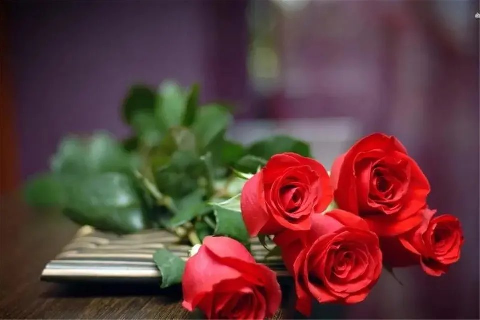 1到100朵玫瑰花语