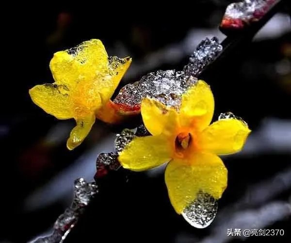 《春寒》这首古诗中的春寒是什么意思，你如何理解？