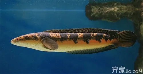 一般人不敢养的鱼,雷龙鱼价格介绍