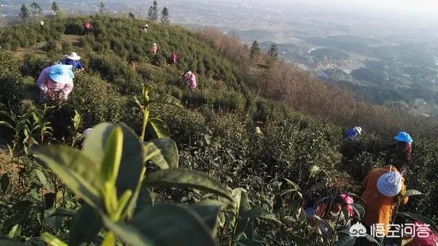 中国茶叶的排名？