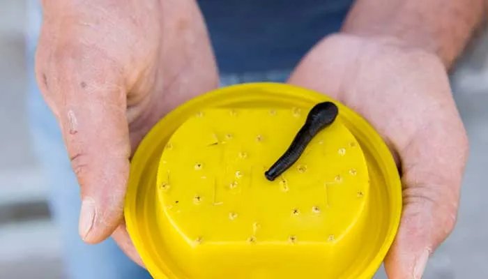 水蛭和蚂蝗的区别是什么 水蛭和蛭有什么区别