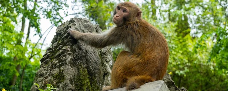 猴子喜欢吃什么食物 猴子喜欢吃哪些食物