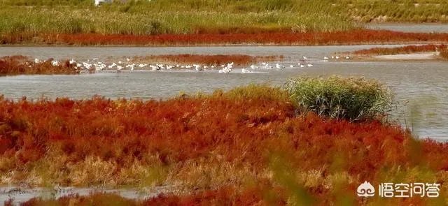 辽宁红海滩值得去吗?为什么海滩是红色的呢?