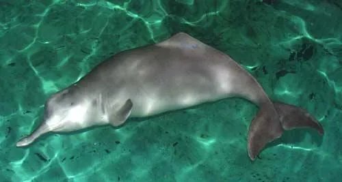 白鳍豚是用什么呼吸的 白鳍豚为什么会稀少灭绝