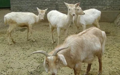 鹿羊是什么品种？