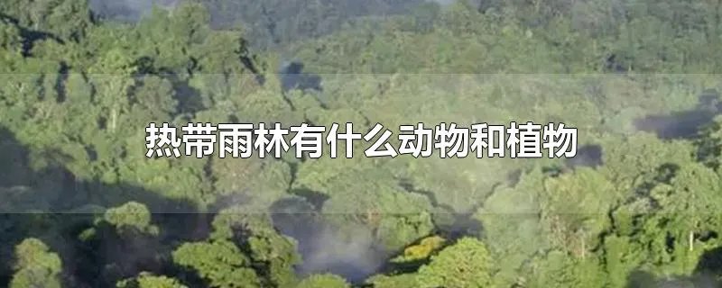 热带雨林有什么动物和植物