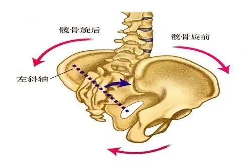 骨盆旋前和旋后图解