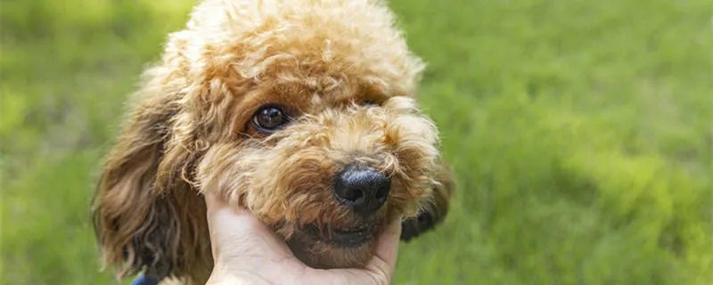 泰迪犬的颜色有哪些 泰迪犬什么颜色最贵