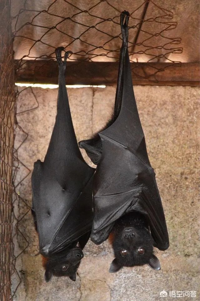 什么动物天天熬夜？