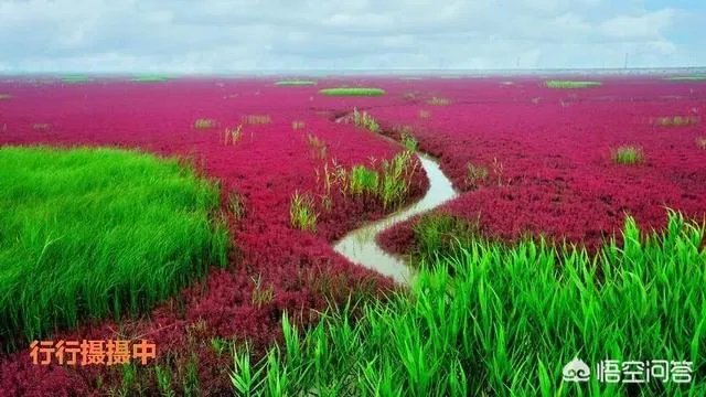 辽宁红海滩值得去吗?为什么海滩是红色的呢?