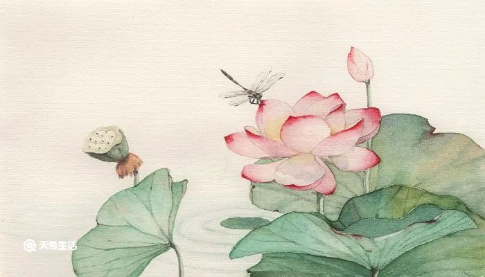 晓出净慈寺送林子方的意思