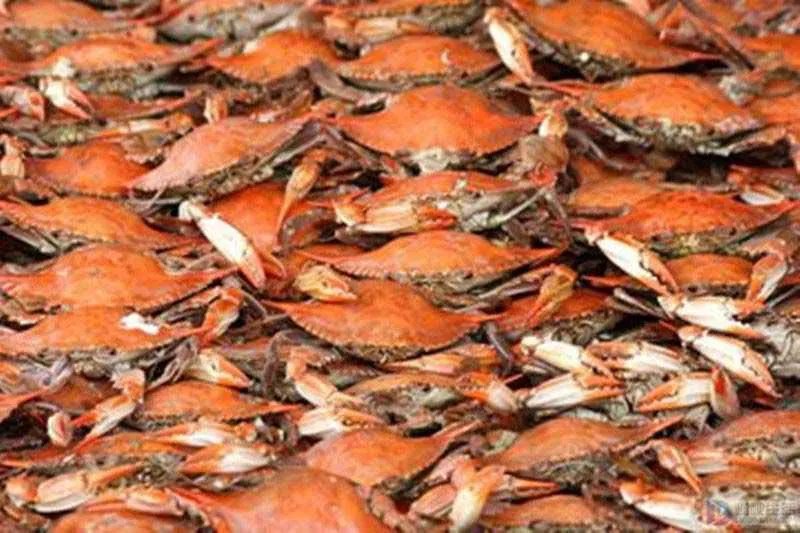 清蒸螃蟹要蒸几分钟才可以熟