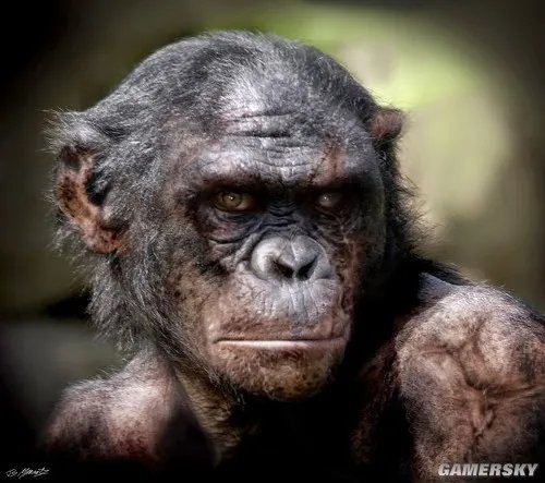 《猩球崛起:黎明之战》本月底国内上映 最新原画欣赏