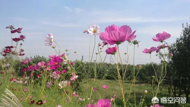 潍坊湿地公园在哪里？有多大？