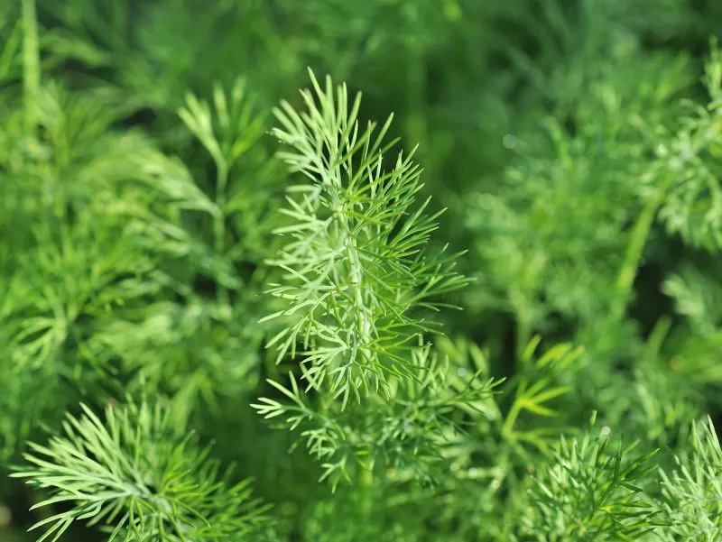 铜锤玉带草主治什么