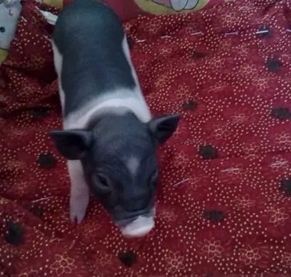 小香猪是黑粉相间还是黑白相间的？颜色是怎么分布的？最好传一张正宗小香猪图片