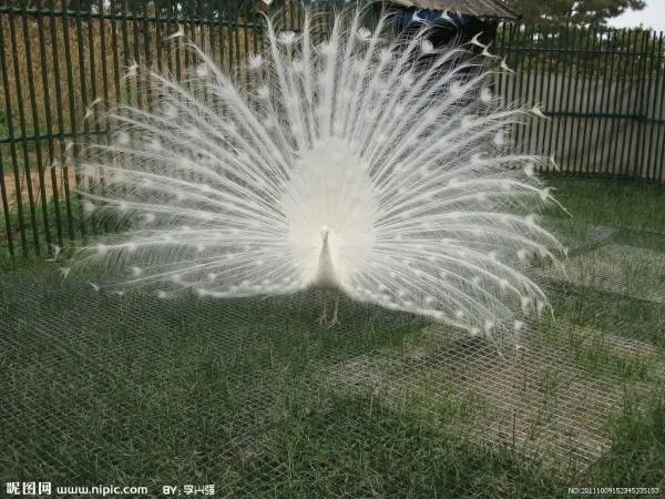 孔雀开屏的图片