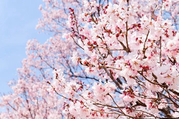 荷叶茶的副作用