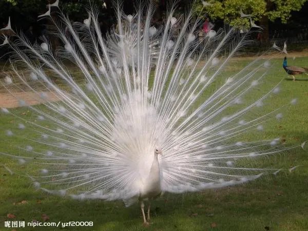 孔雀开屏的图片