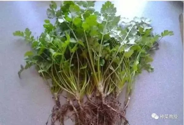 香菜种植有什么好方法