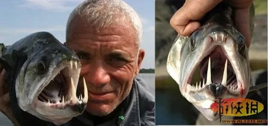 自然界令人恐惧7张嘴:吸血鬼鱼简直是个噩梦