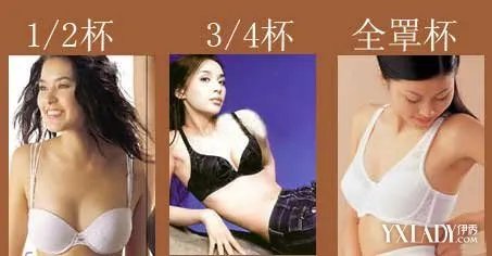 ABCD罩杯大小示意图胸围罩杯怎么算买对文胸