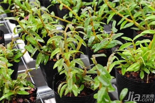 铁皮石斛种植技术解析