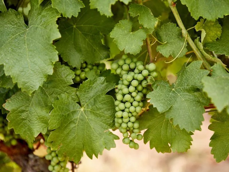 葡萄籽的功效作用