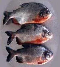 淡水白鲳和食人鲳的区别