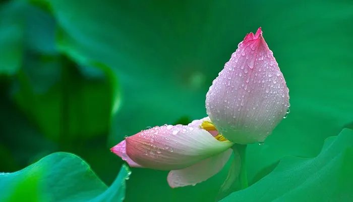 荷花什么时候开放 荷花一般什么时候开放