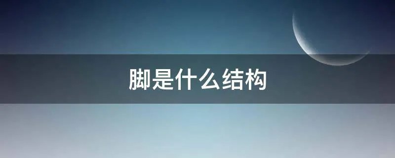 脚是什么结构